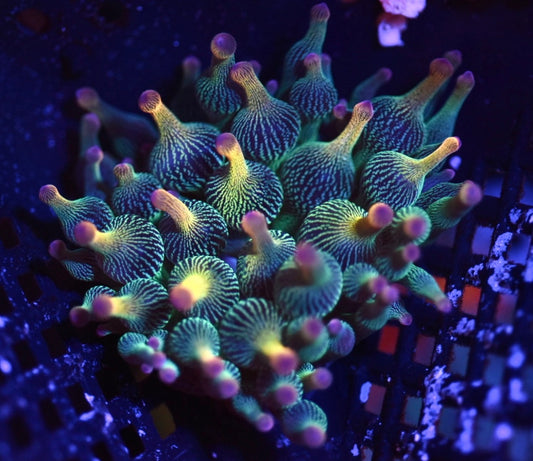 WYSIWYG Holy Grail Bubble Tip Anemone 2"
