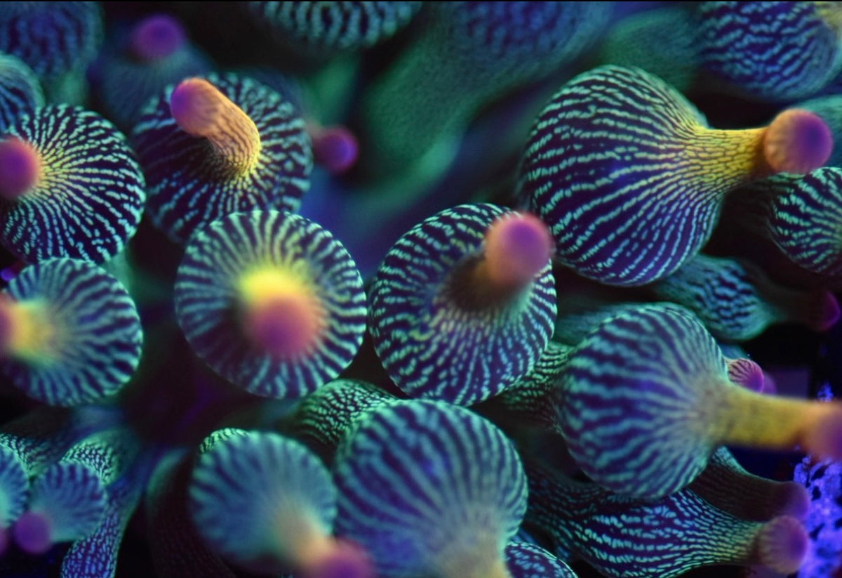 WYSIWYG Holy Grail Bubble Tip Anemone 2"