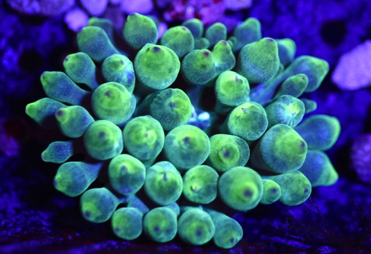 WYSIWYG XL Wild Green Bubble Tip Anemone 3"