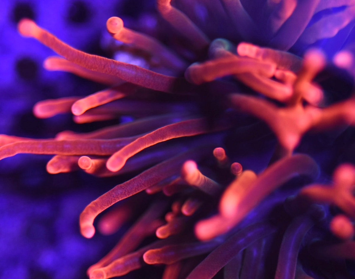 WYSIWYG Black Widow Bubble Tip Anemone 2.5"