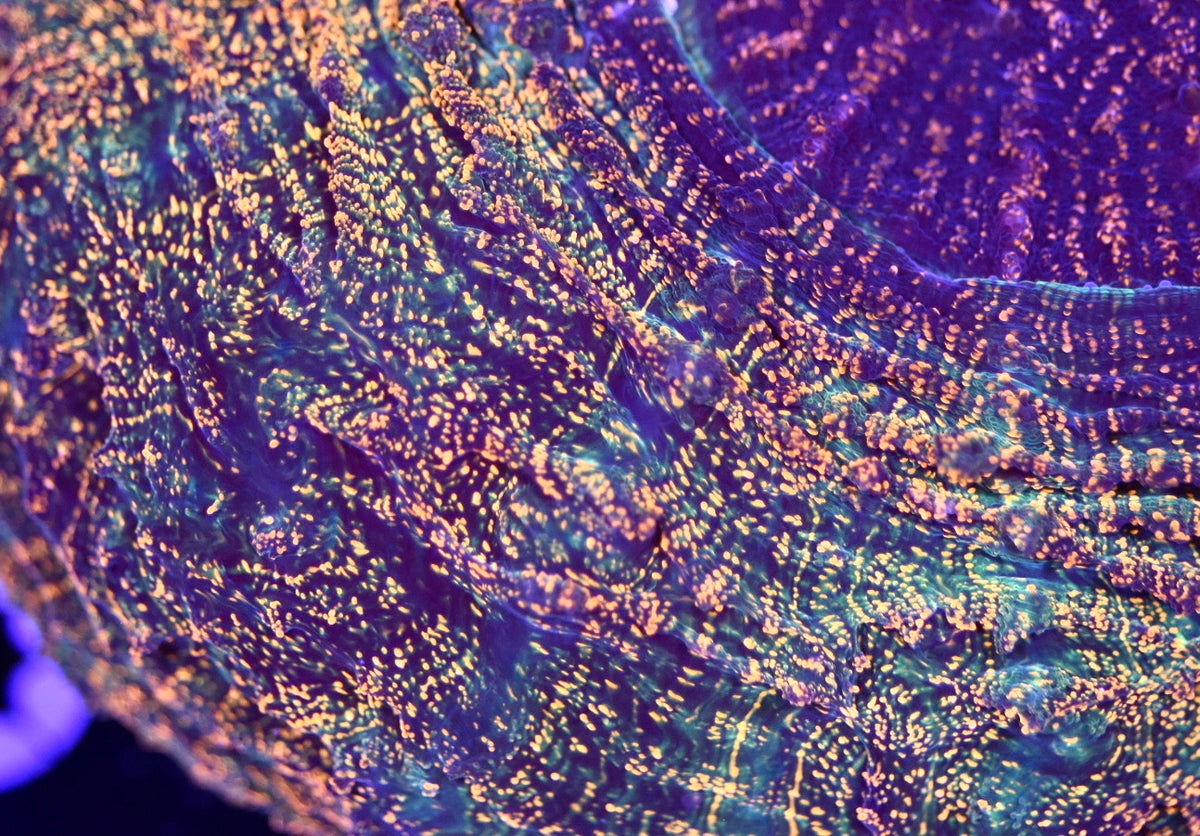 WYSIWYG XL True Rainbow Asian Glitter Acanthophyllia 6.5" (INSANE!)