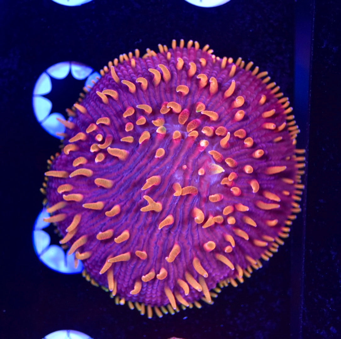 WYSIWYG XL Flaming Barney Diaseris Plate 2.5" (CRAZY!)