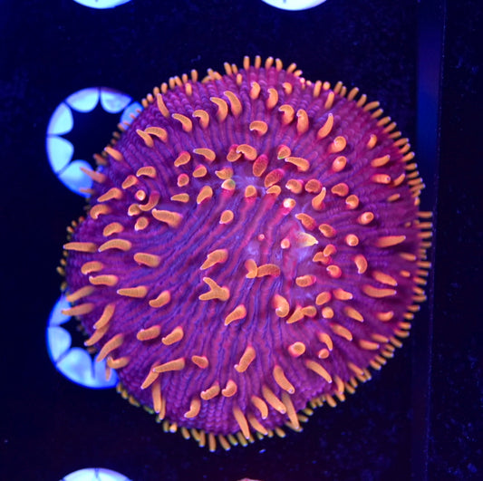 WYSIWYG XL Flaming Barney Diaseris Plate 2.5" (CRAZY!)