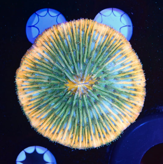 WYSIWYG Tropicana Rainbow Fungia Plate 2.5"