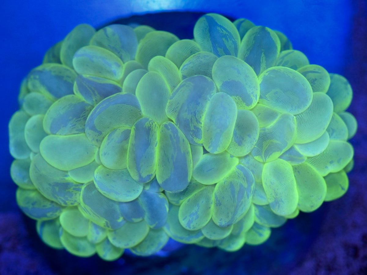 WYSIWYG XXL Toxic Splatter Bubble Colony 6" (WOW!)