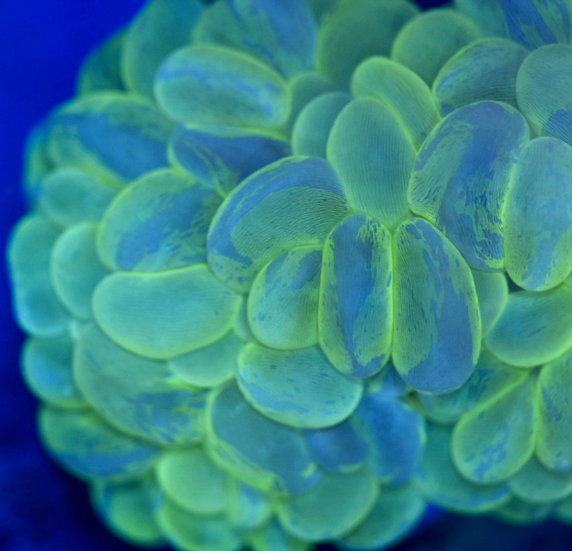 WYSIWYG XXL Toxic Splatter Bubble Colony 6" (WOW!)
