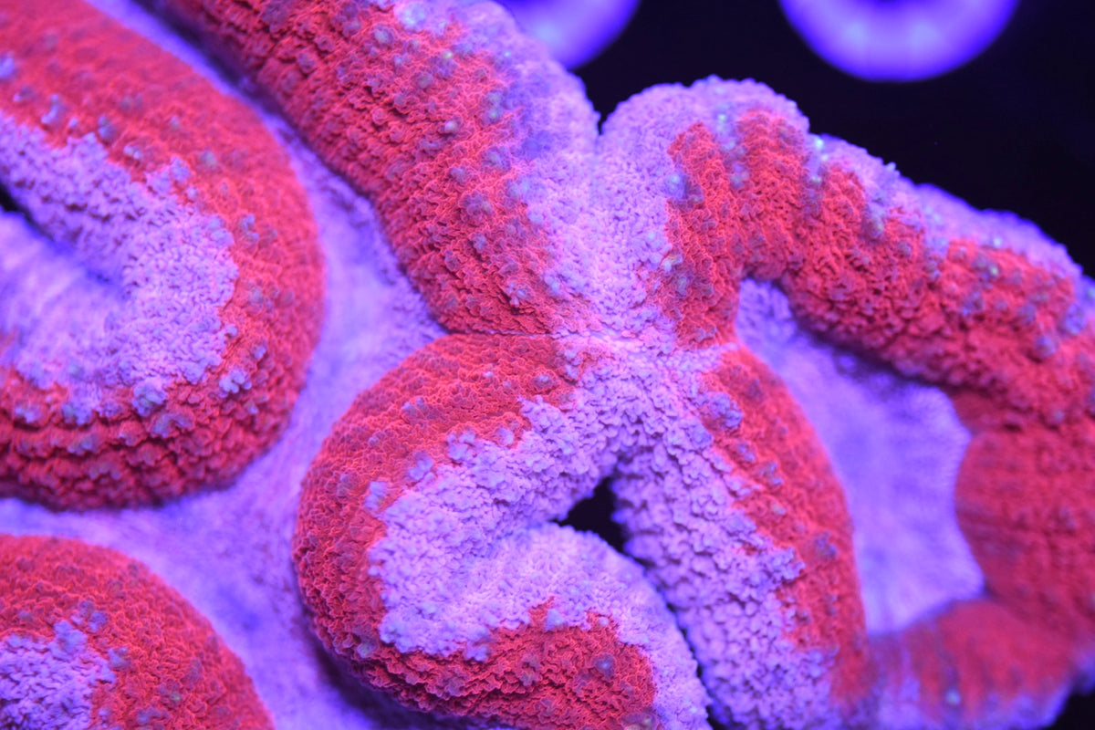 WYSIWYG Pink Care Bear Lobophyllia Colony 5" (WOW!