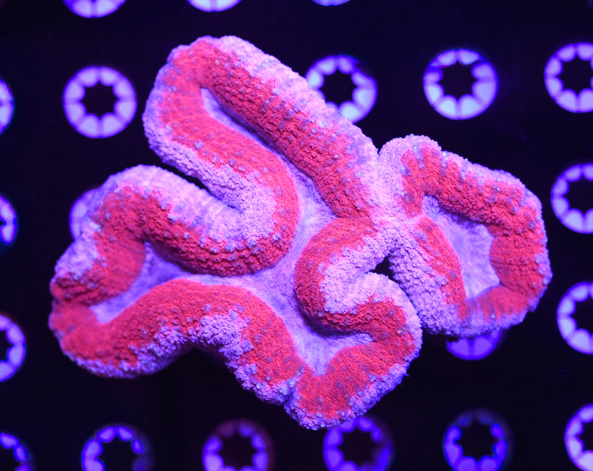WYSIWYG Pink Care Bear Lobophyllia Colony 5" (WOW!