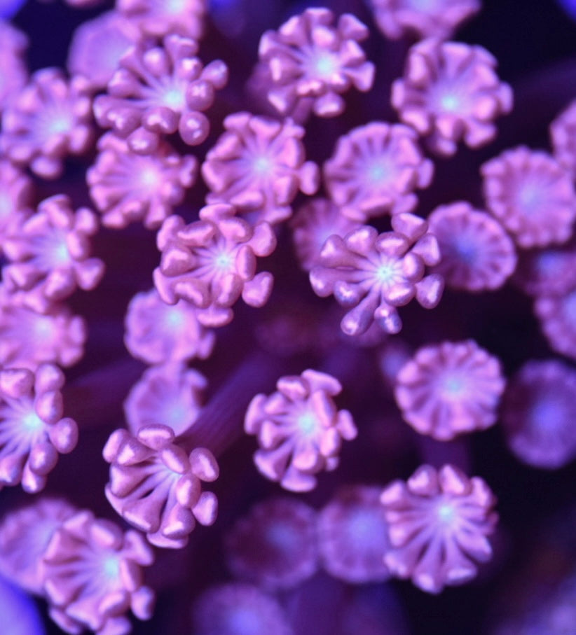 WYSIWYG True Pink Alveopora 2.5" (WOW!)