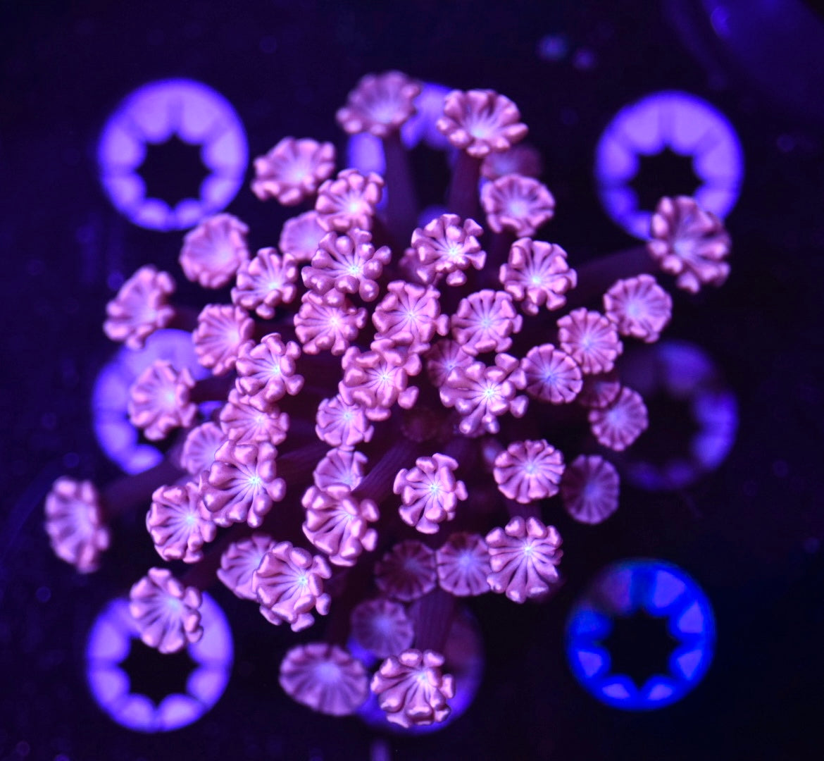 WYSIWYG True Pink Alveopora 2.5" (WOW!)