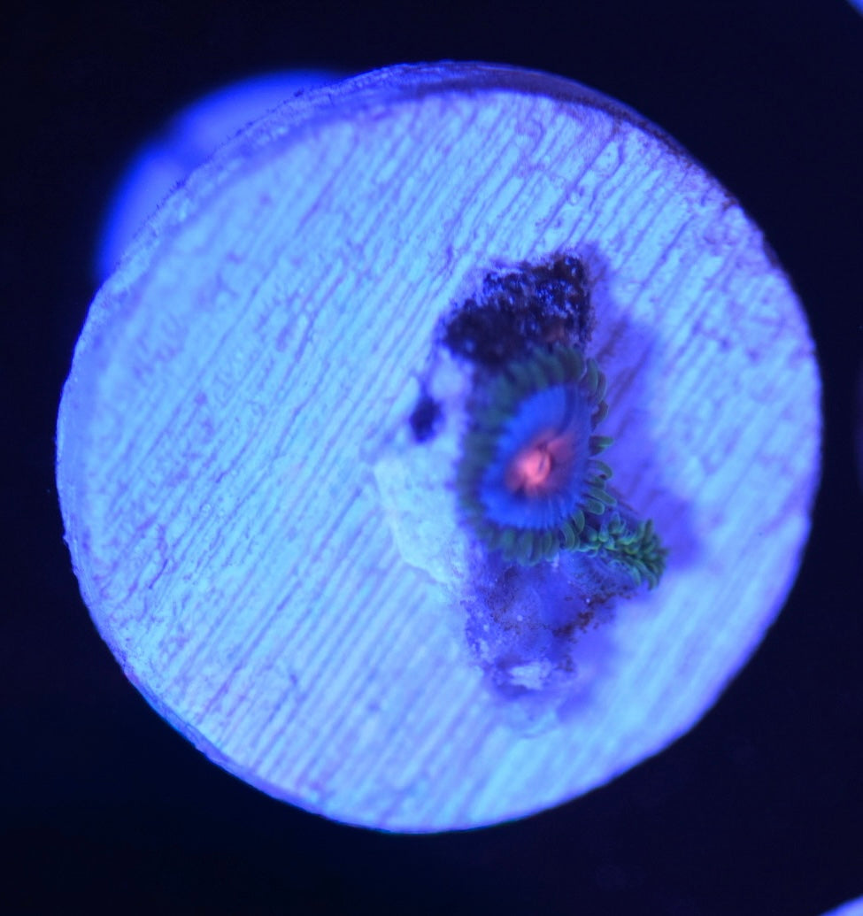 WYSIWYG Miami Vice Zoanthids