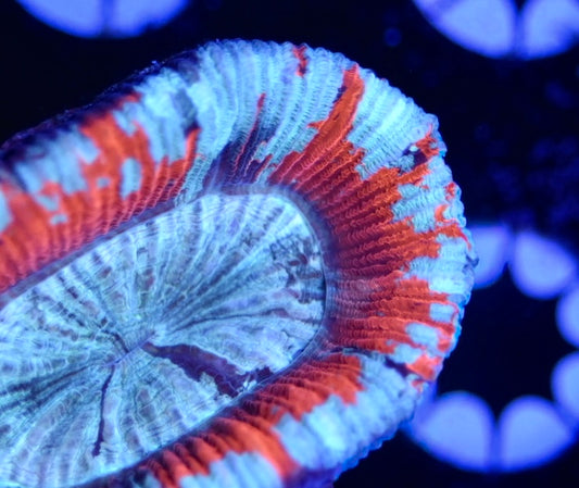 WYSIWYG Ultra Rainbow Trachyphyllia 2.5" (PERFECT!)