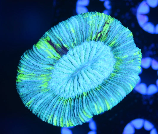 WYSIWYG Lemon Lime Trachyphyllia 2.5"