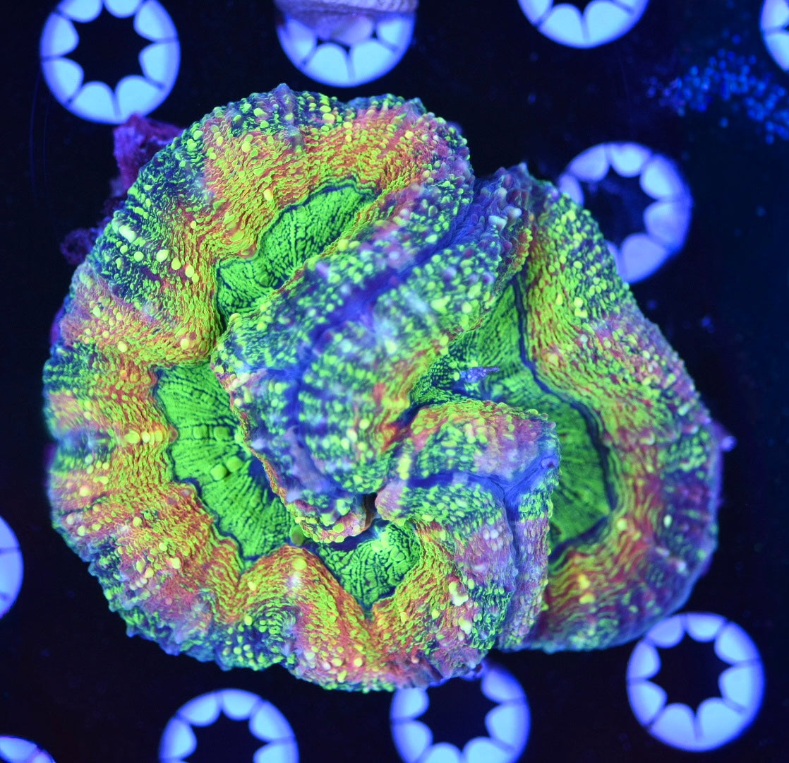 WYSIWYG Interstellar Rainbow Lobophyllia 4" (INSANE!)