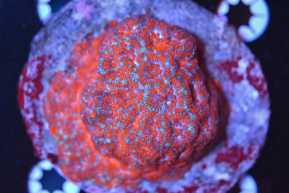 WYSIWYG Ultra Rainbow Micromussa Colony 3.5" (TANK GROWN!)