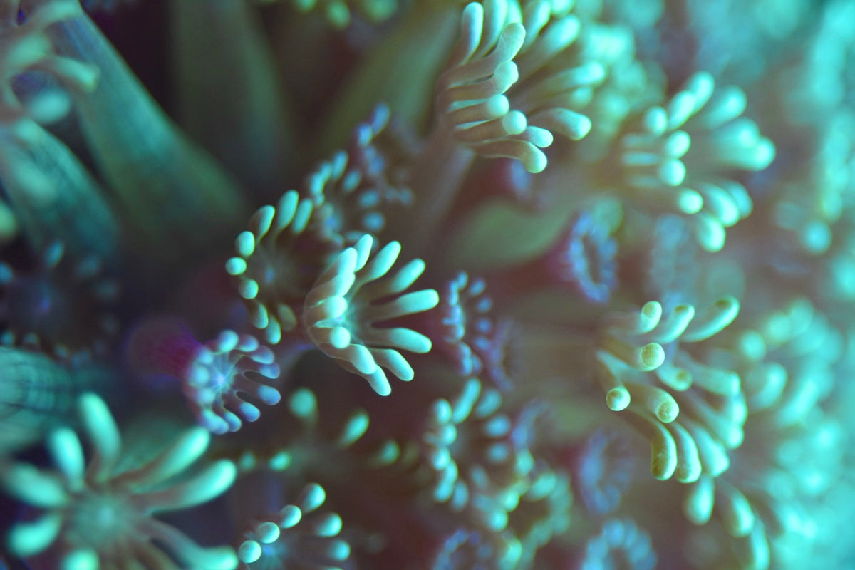 WYSIWYG Ultra Daisy Alveopora Colony 4.5" (TANK GROWN!)