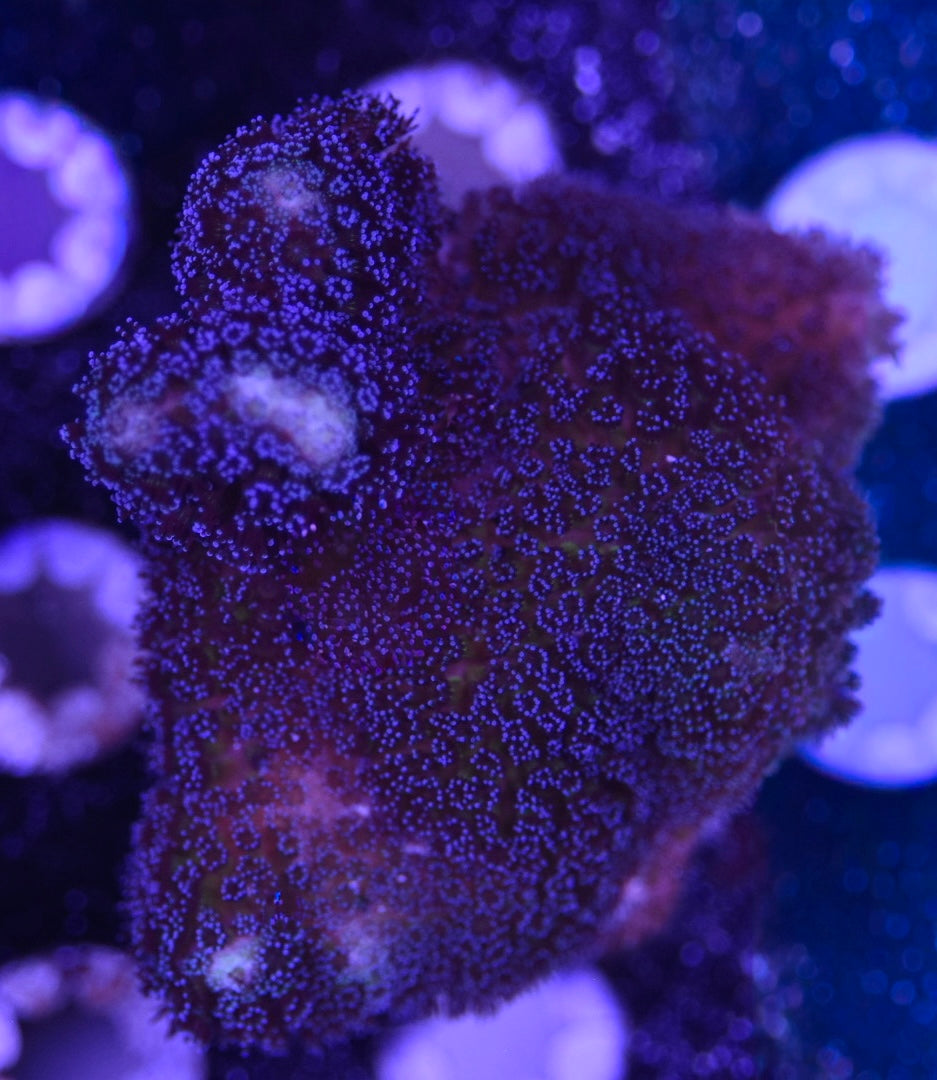 WYSIWYG XL Purple Stylophora 2.5"