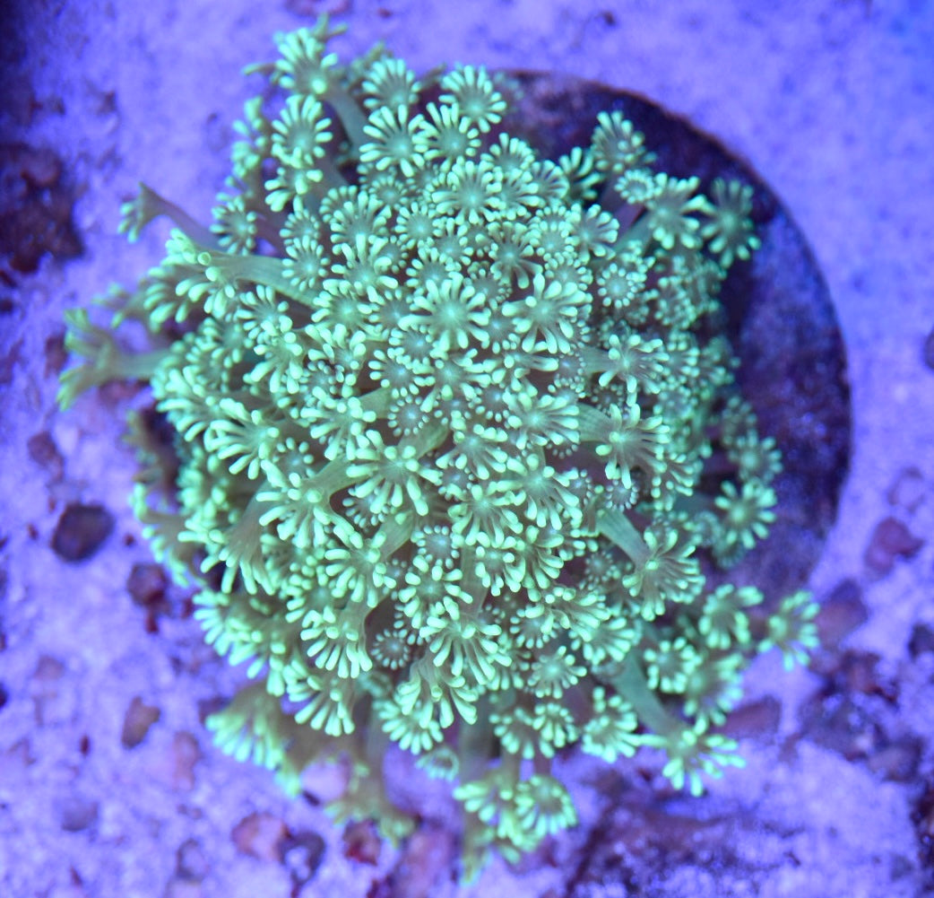 WYSIWYG Ultra Daisy Alveopora Colony 4.5" (TANK GROWN!)