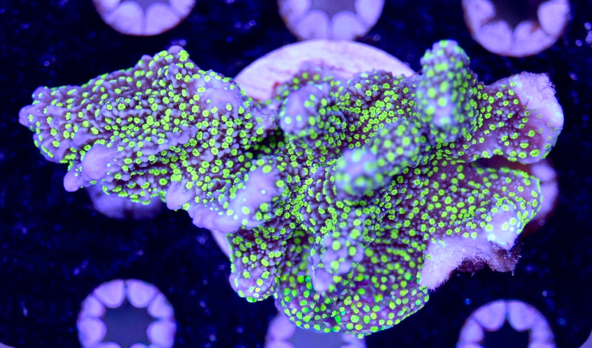 WYSIWYG XL Tubbs Stellata Montipora 3"