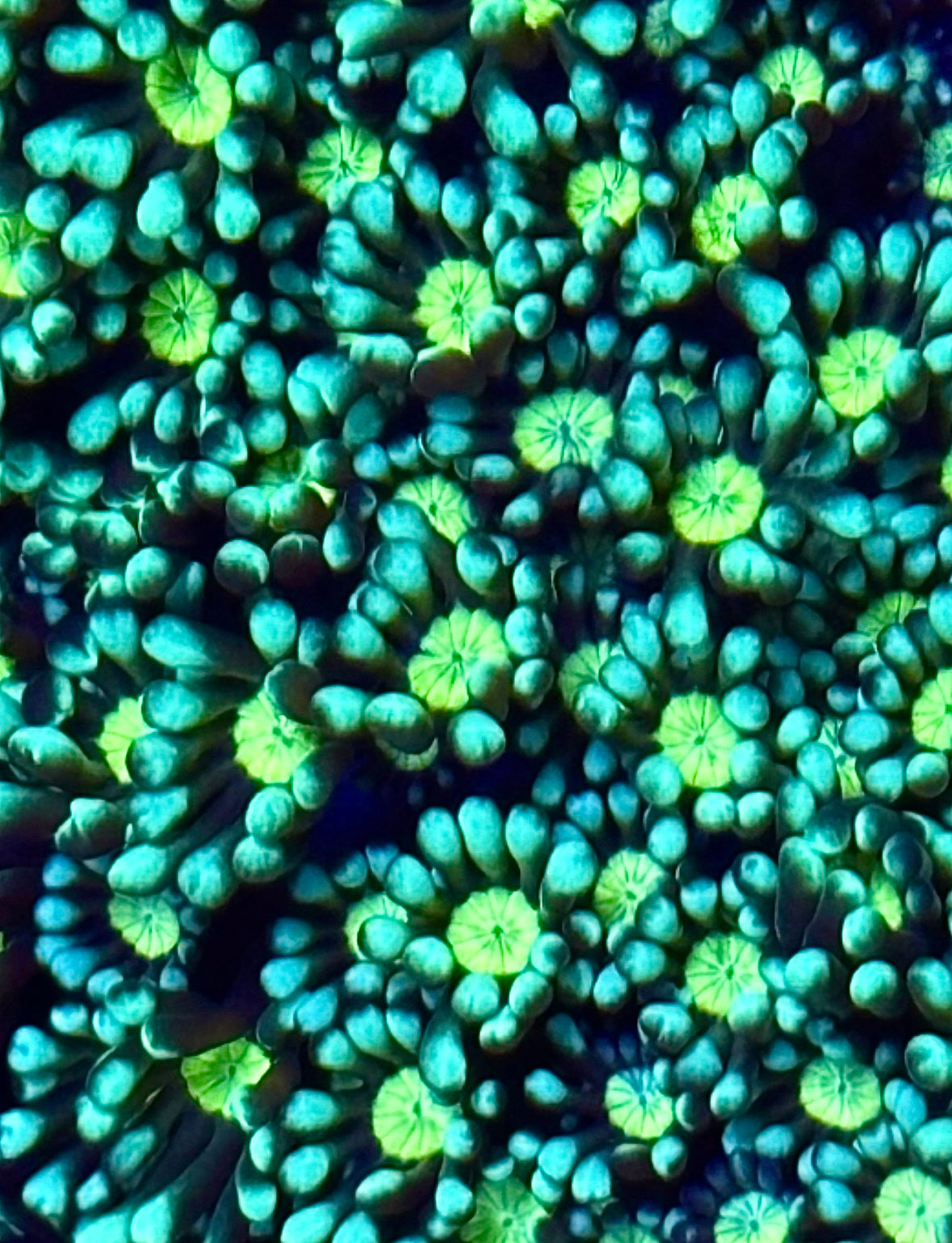 WYSIWYG Yellow Eye Alveopora Coral Colony 4" (BRIGHT!)