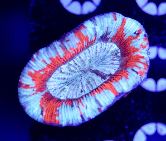 WYSIWYG Ultra Rainbow Trachyphyllia 2.5" (PERFECT!)