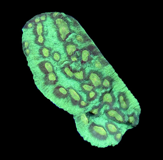 WYSIWYG Green Eye Chalice Colony 4.5"