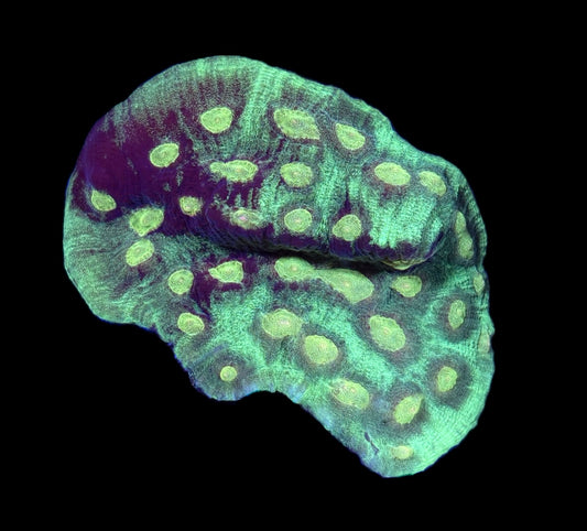 WYSIWYG XL Green Eye Chalice 3"