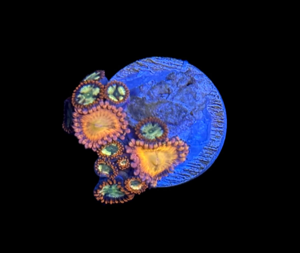 WYSIWYG Zoanthid Combo Frag