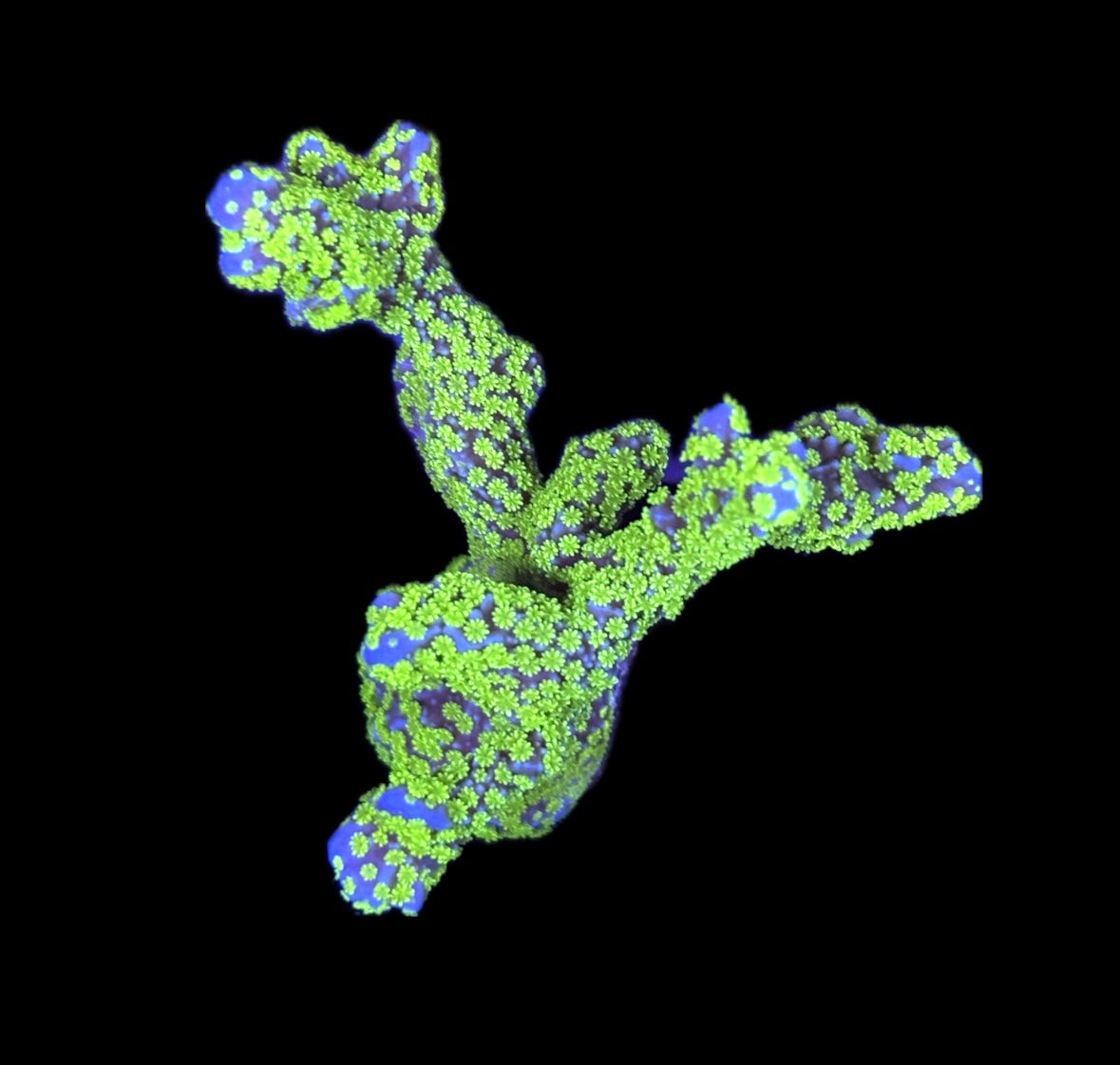 WYSIWYG XL Tubbs Stellata Montipora 2.5"