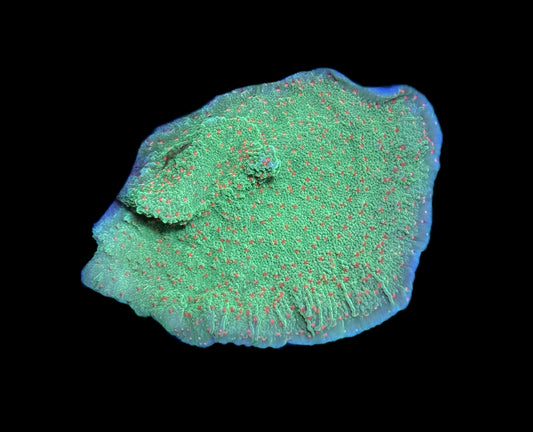 WYSIWYG Seasons Greetings Montipora