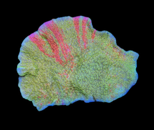 WYSIWYG XL Grafted Montipora 4"