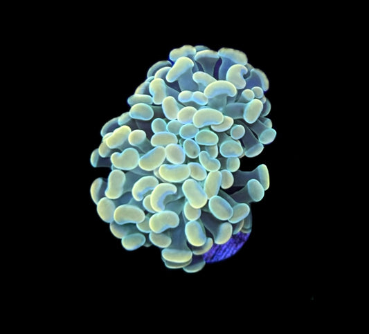 WYSIWYG Green Stem and Gold Hammer 2.5"