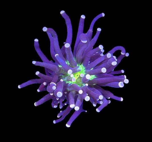 WYSIWYG Miami Hurricane Torch 3"