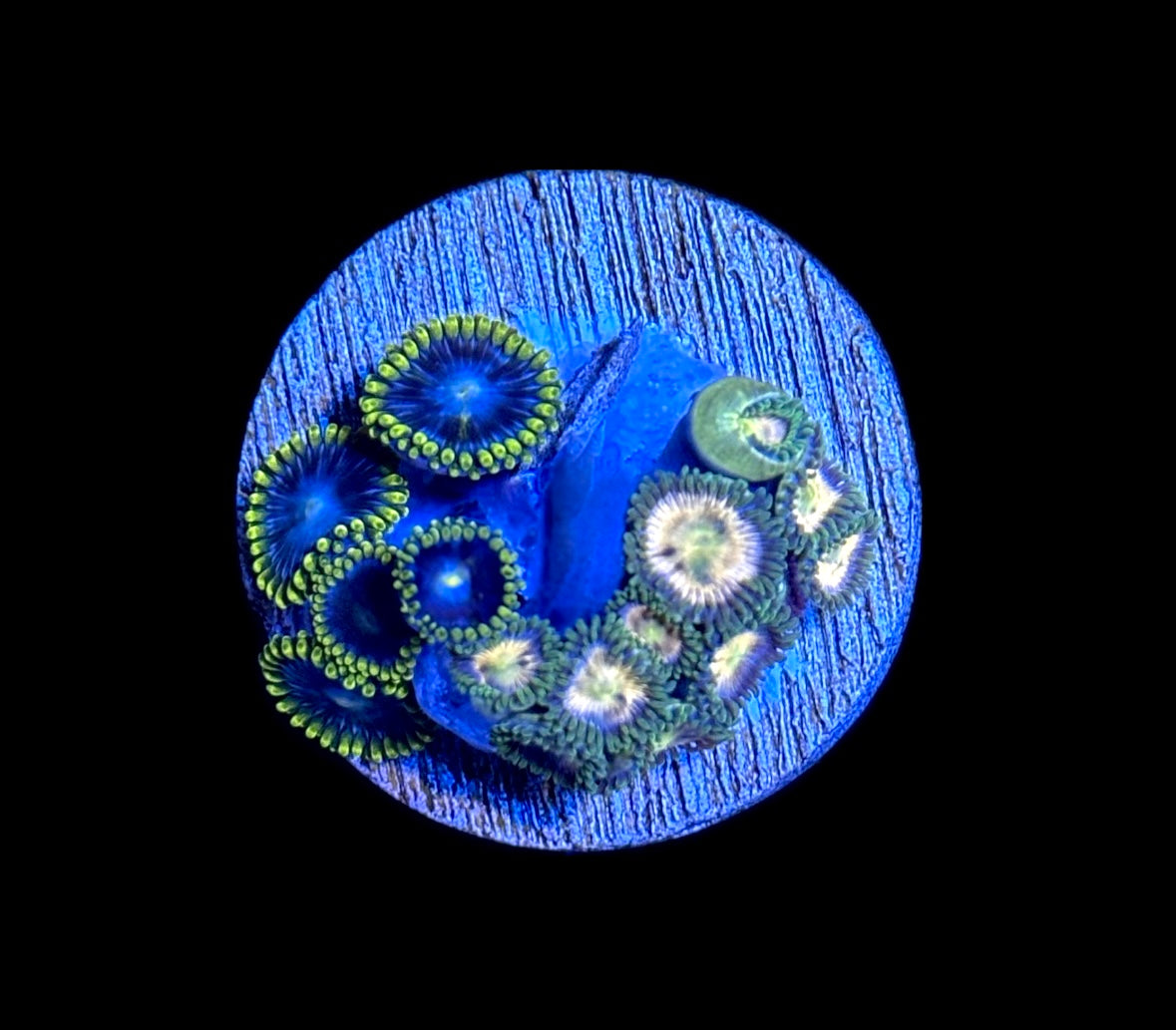 WYSIWYG Zoanthid Combo Frag