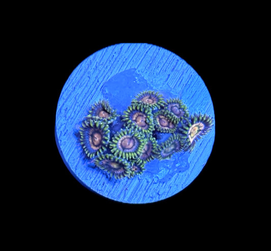 WYSIWYG Daisy Zoanthids
