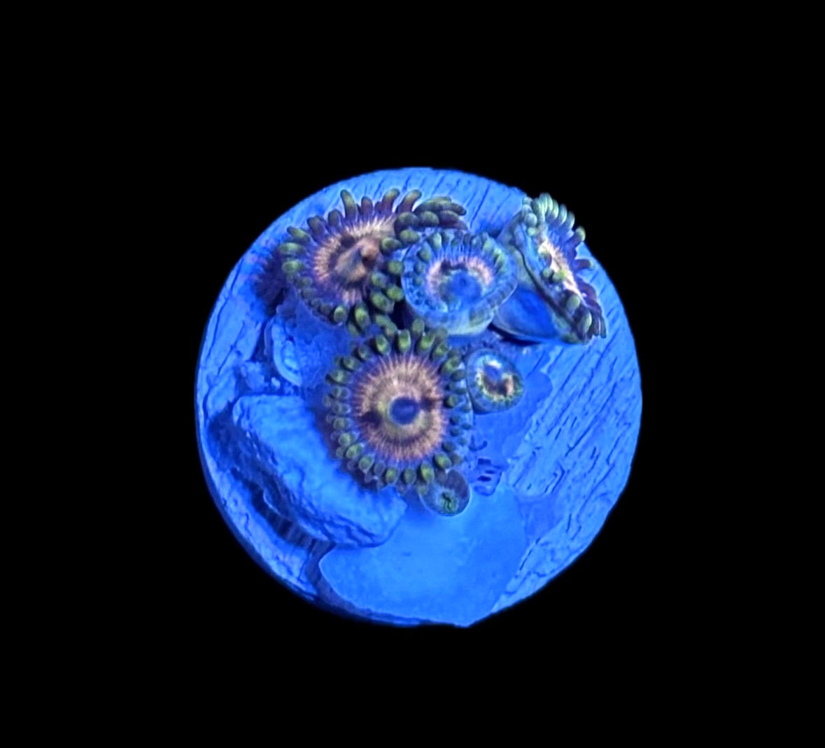 WYSIWYG Daisy Zoanthids