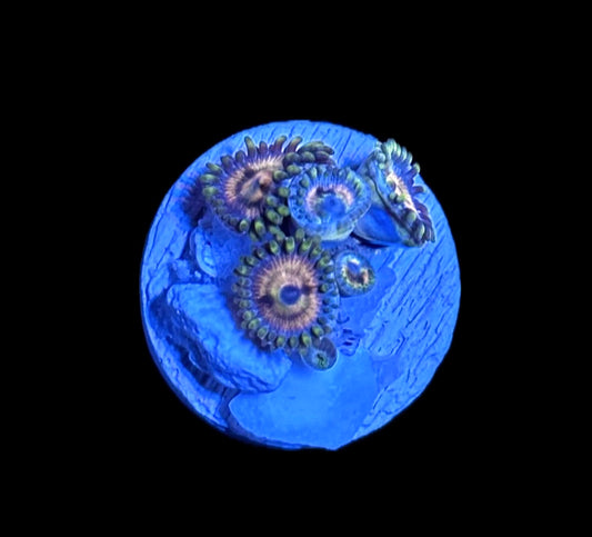 WYSIWYG Daisy Zoanthids