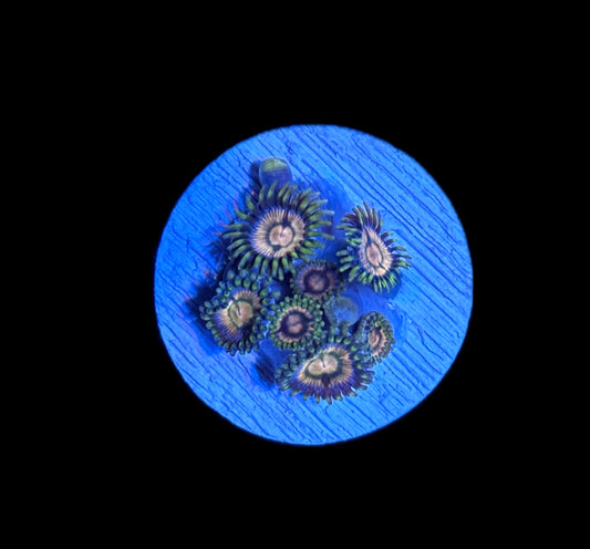 WYSIWYG Daisy Zoanthids