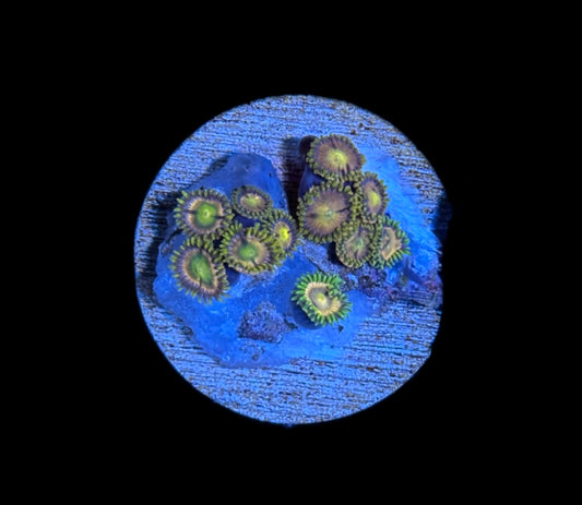 WYSIWYG Zoanthid Combo Frag