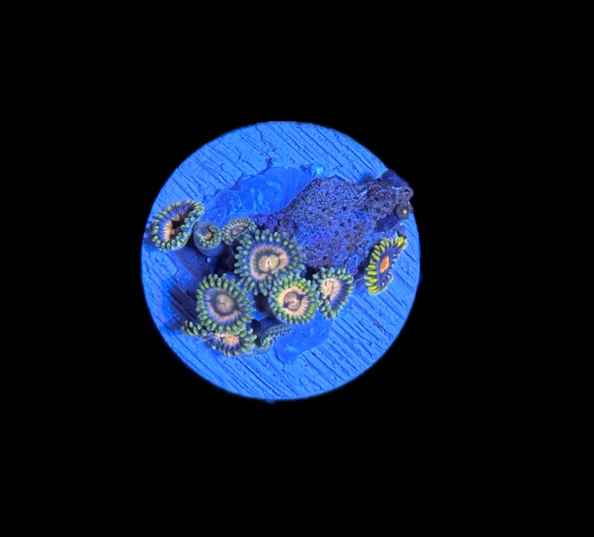 WYSIWY Zoanthid Combo Frag