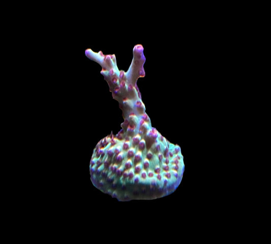 WYSIWYG Strawberry Shortcake ACropora 1"