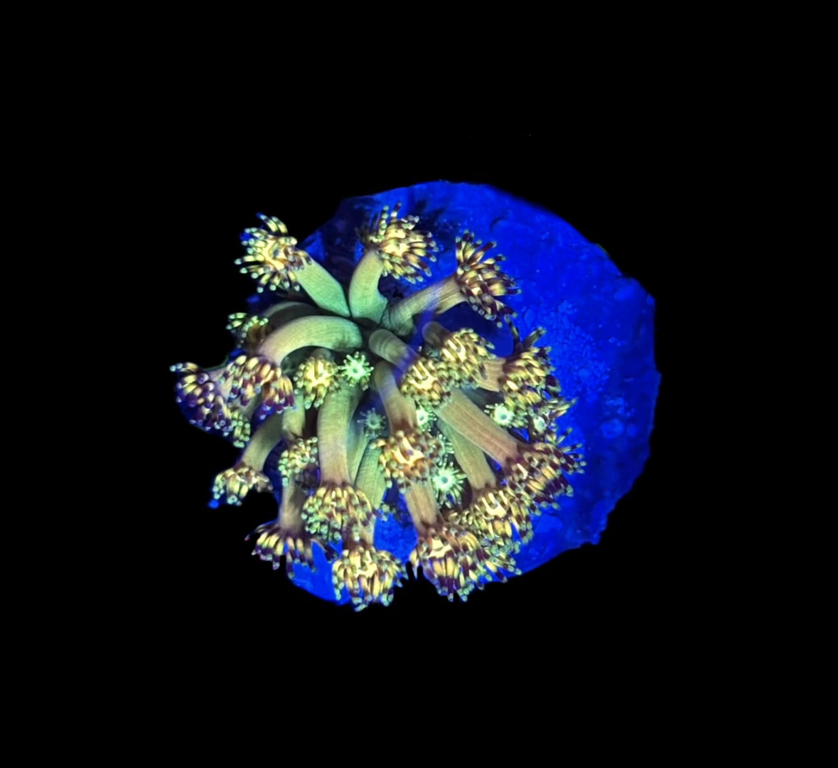 WYSIWYG Grand Master Goniopora 1" (WOW!)