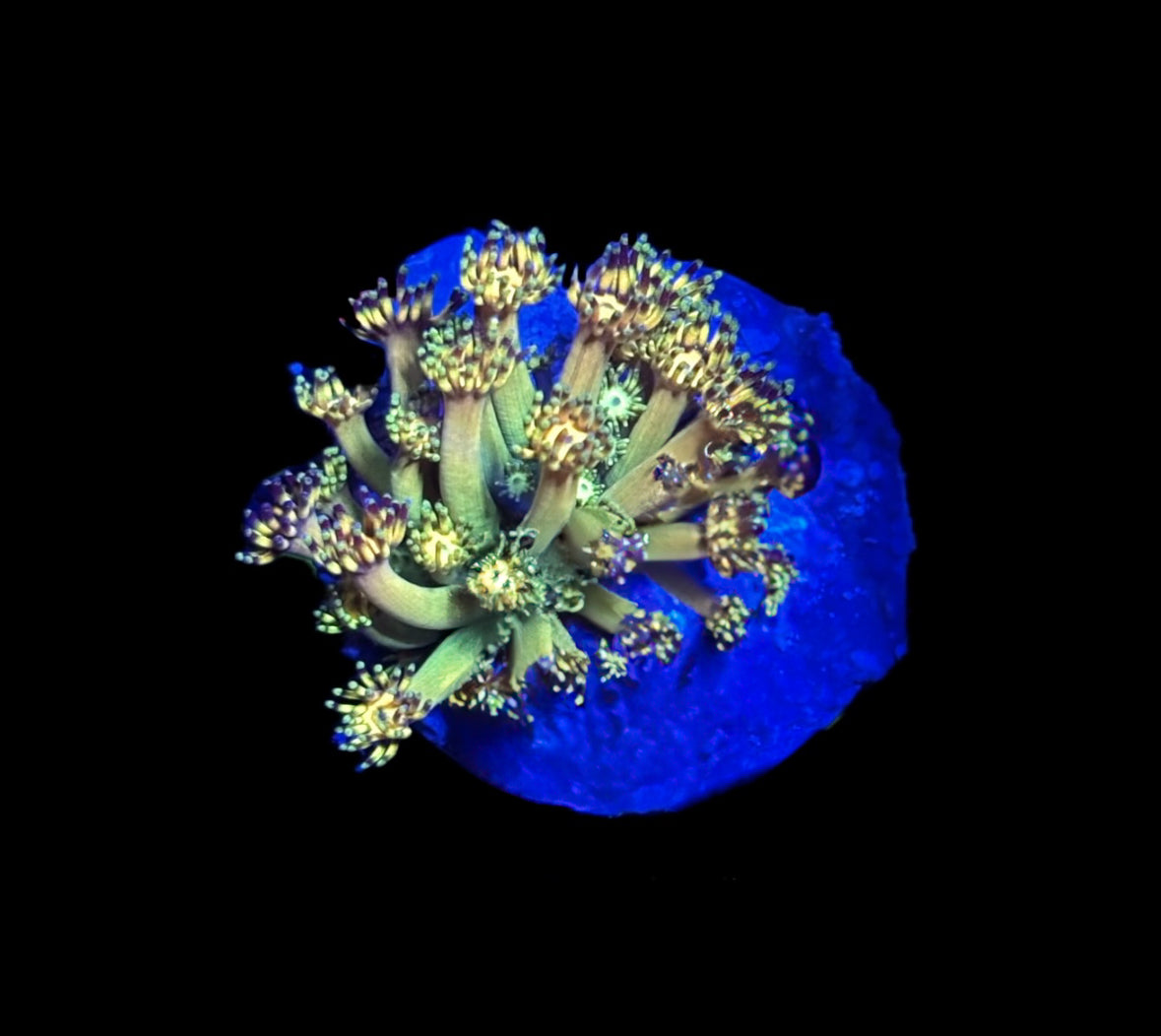 WYSIWYG Grand Master Goniopora 1" (WOW!)