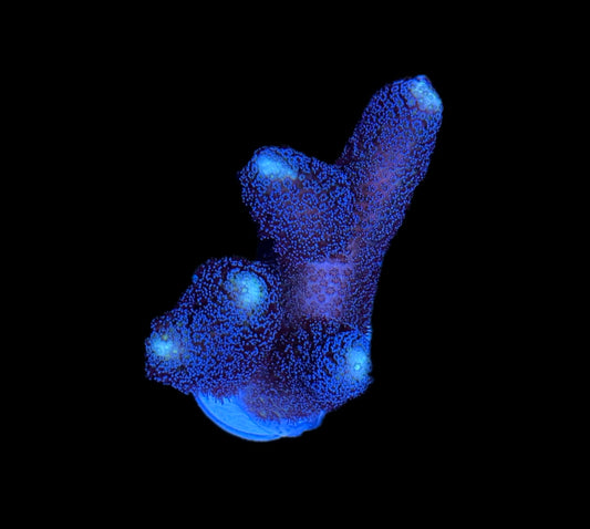 WYSIWYG Purple Stylophora 3"