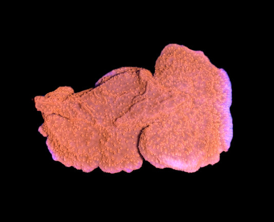 WYSIWYG Orange Montipora 3"