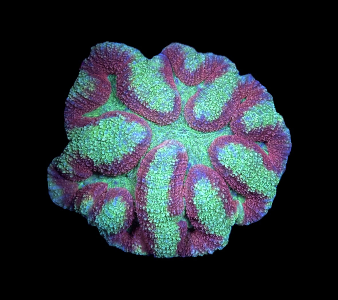 WYSIWYG Rainbow Lobophyllia 3.5" (NICE!)