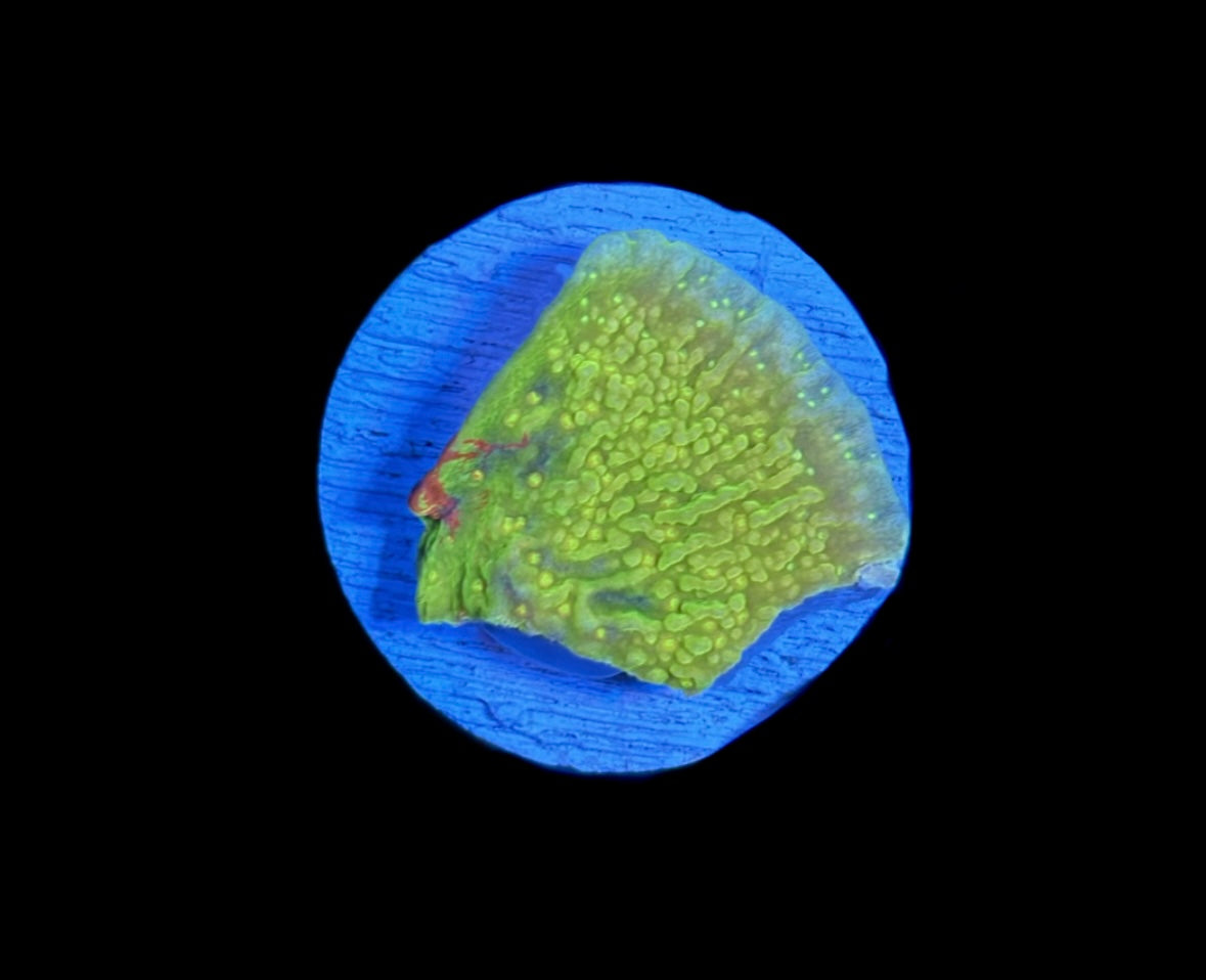 WYSIWYG Grafted Montipora 1"
