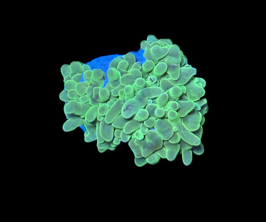 WYSIWYG Green Pearl Bubble Frag 2"