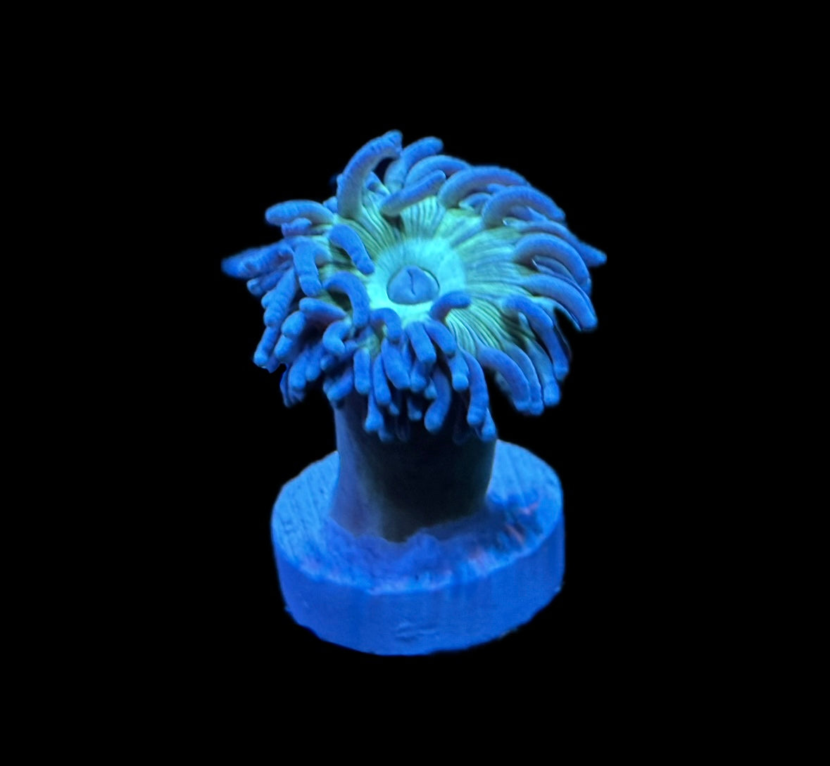 WYSIWYG Duncan Frag 1"