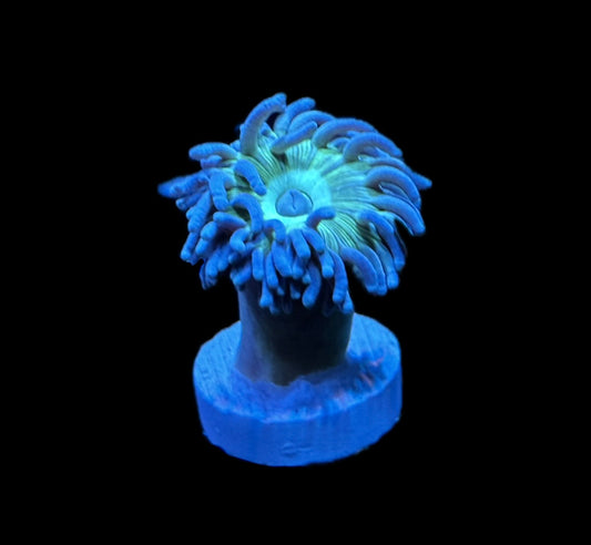 WYSIWYG Duncan Frag 1"